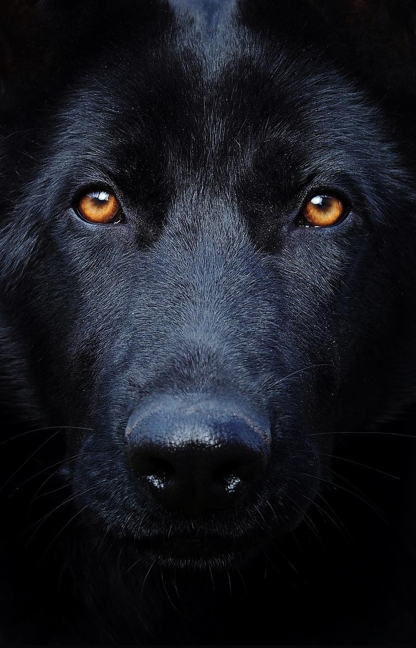 When the Black Dog Calls by Christine Fowler